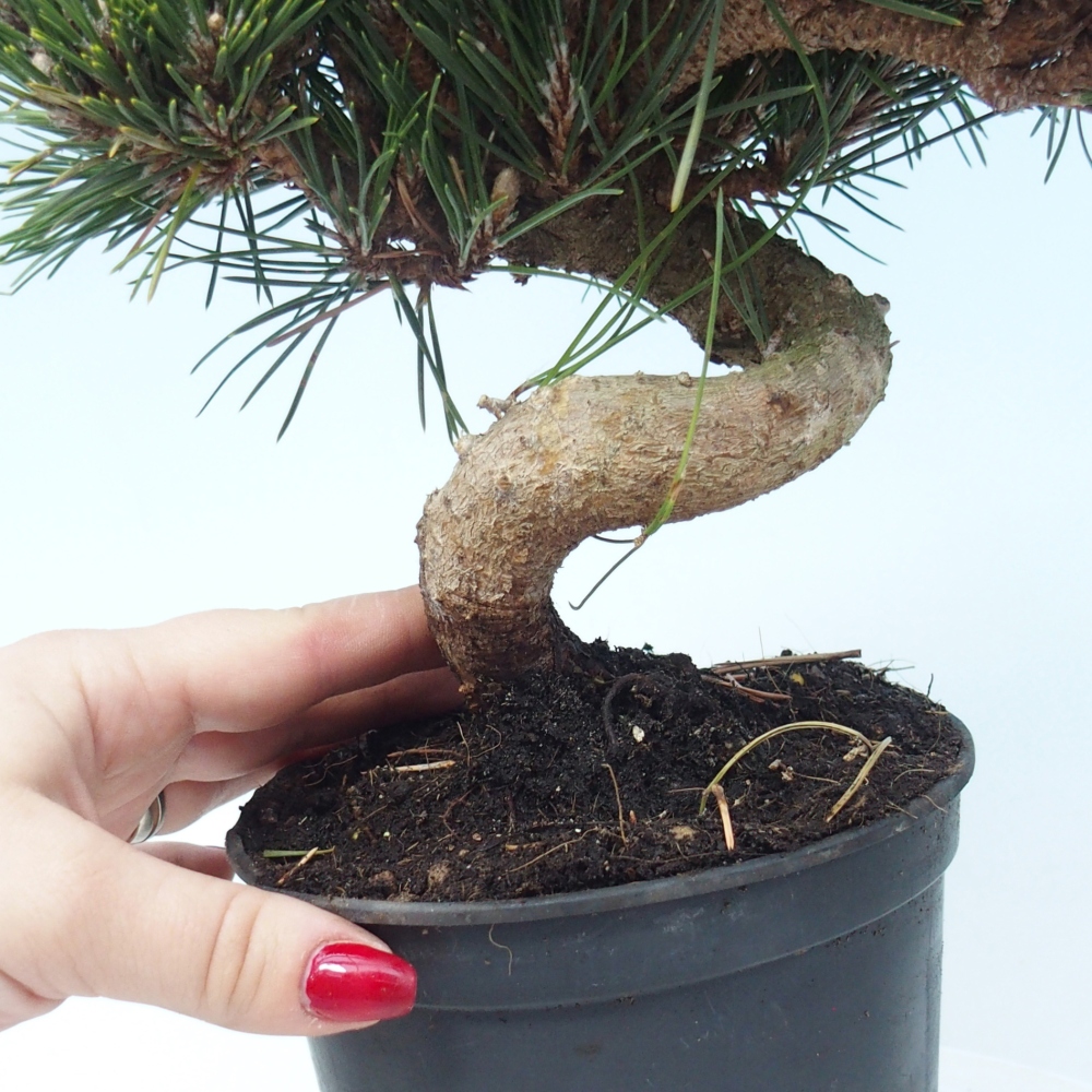 Kültéri bonsai - Pinus thunbergii senjyumaru - Thunberg fenyő