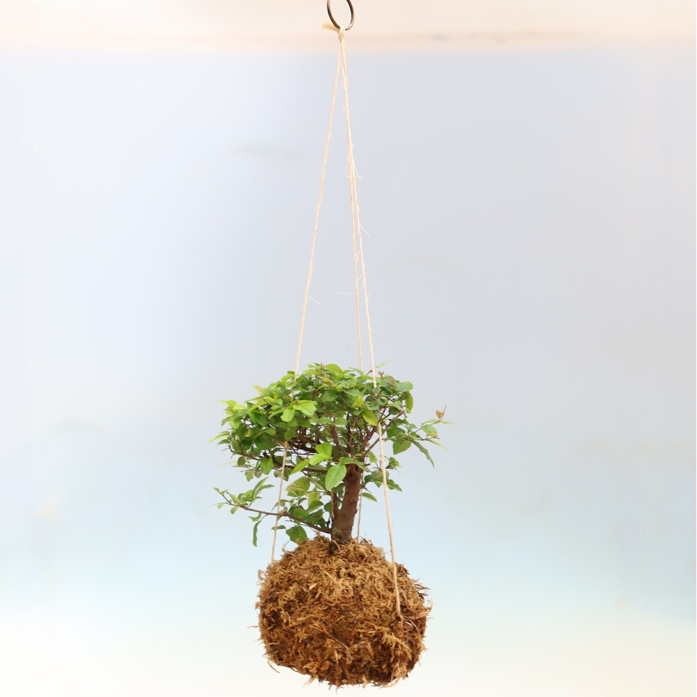 Kokedama kerámiában - Sagerecia tea - Sageretia thea