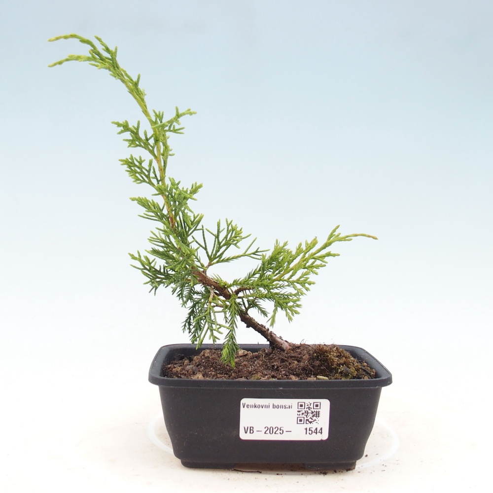 Kültéri bonsai - Juniperus chinensis Itoigawa
