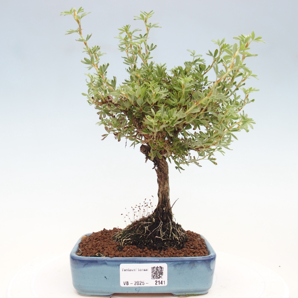 Kültéri bonsai - Potentila fruticosa sárga Bird