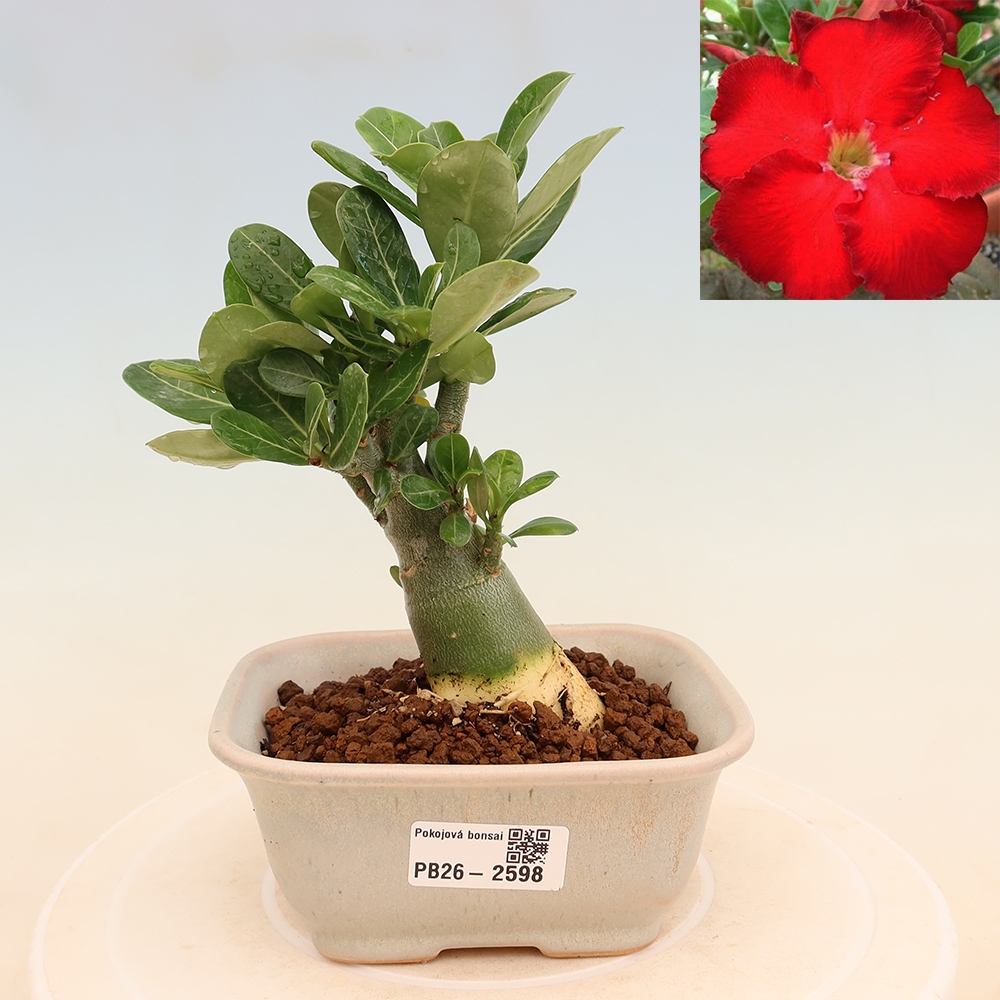 Szobabonsai – Adenium obesum Red Star – Sivatagi rózsa
