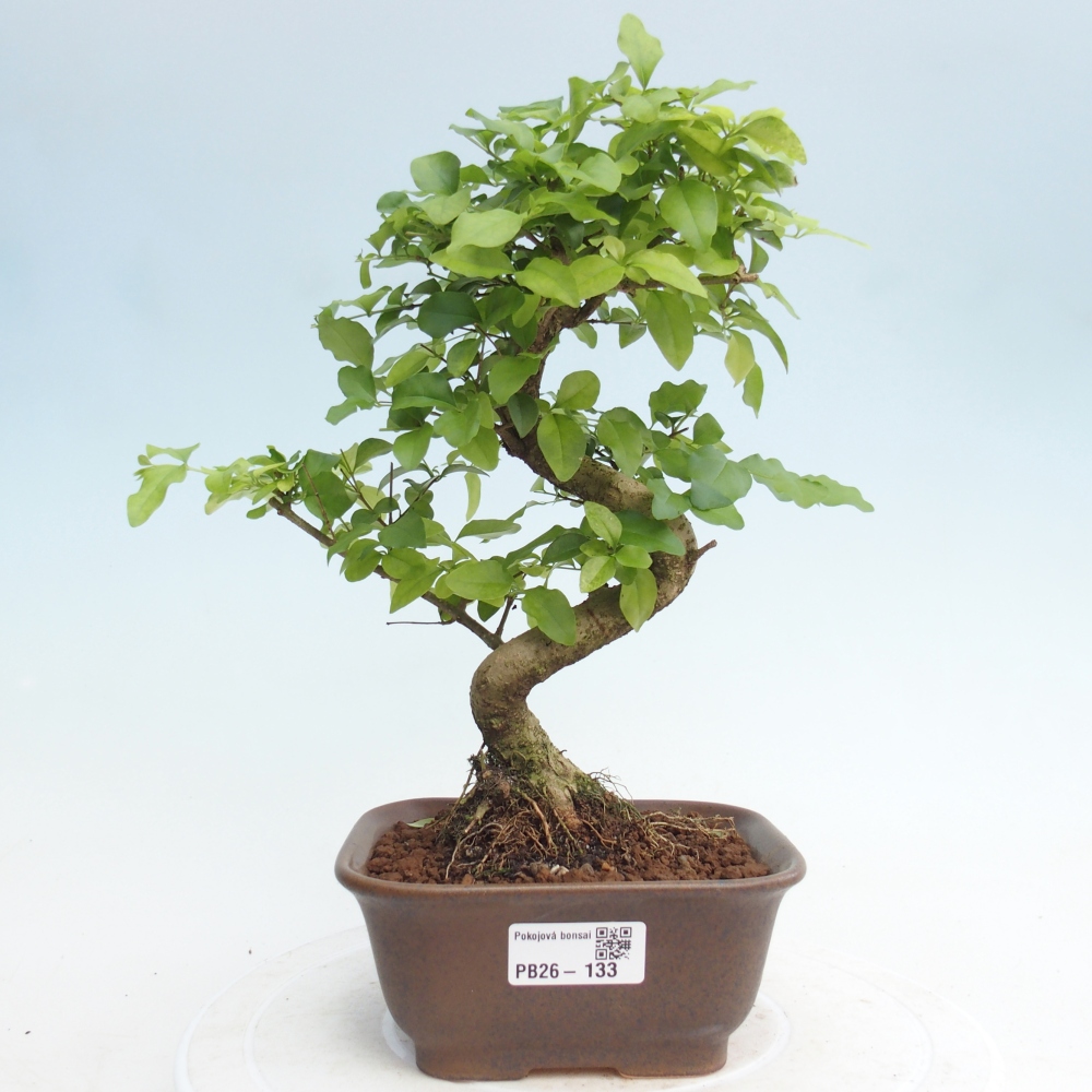 Szobai bonsai -Ligustrum chinensis - Madárcsőr