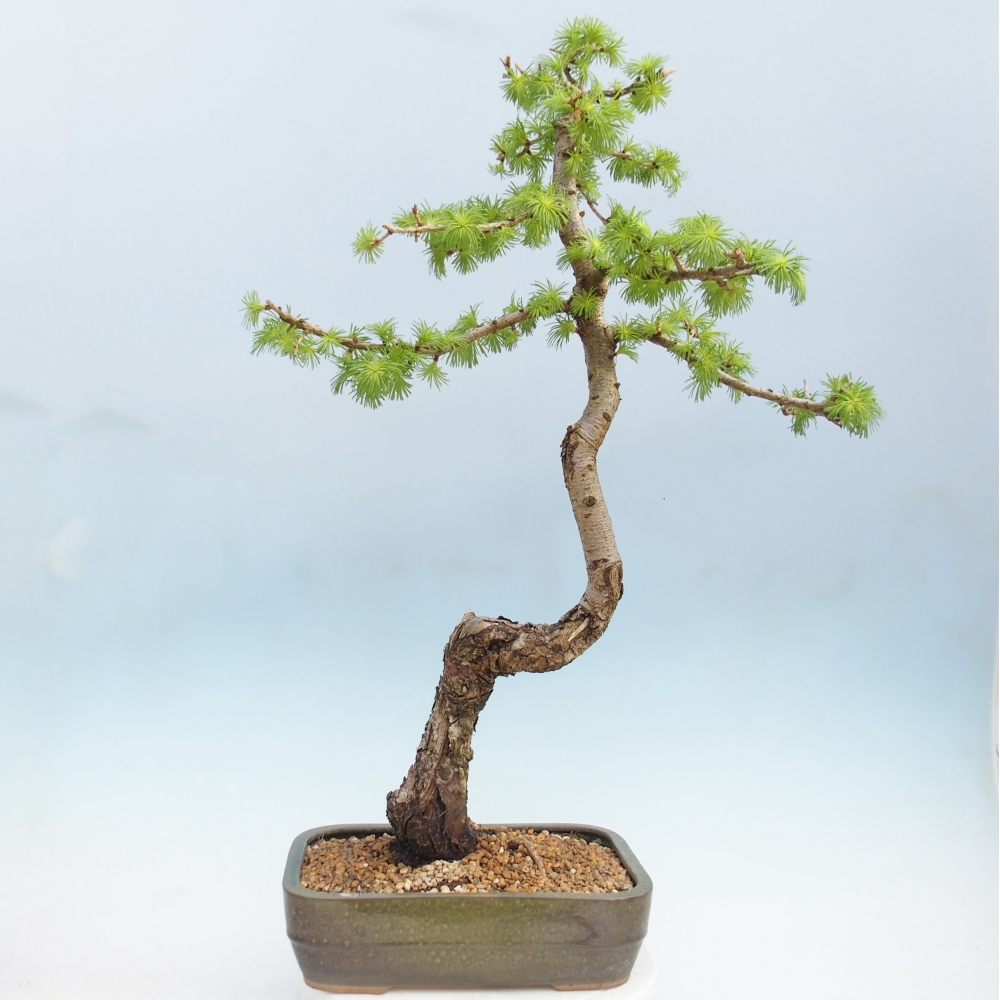 Kültéri bonsai - Larix decidua - vörösfenyő