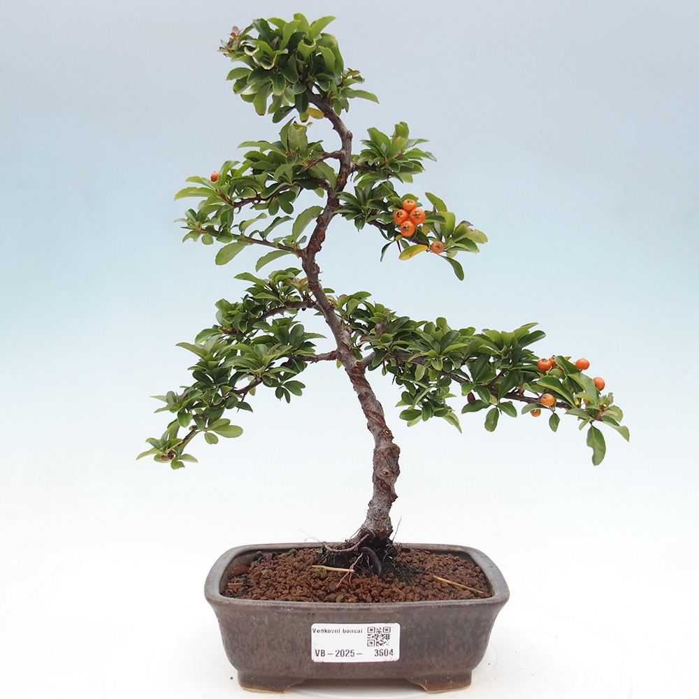 Kültéri bonsai-Pyracantha Teton - Hlox
