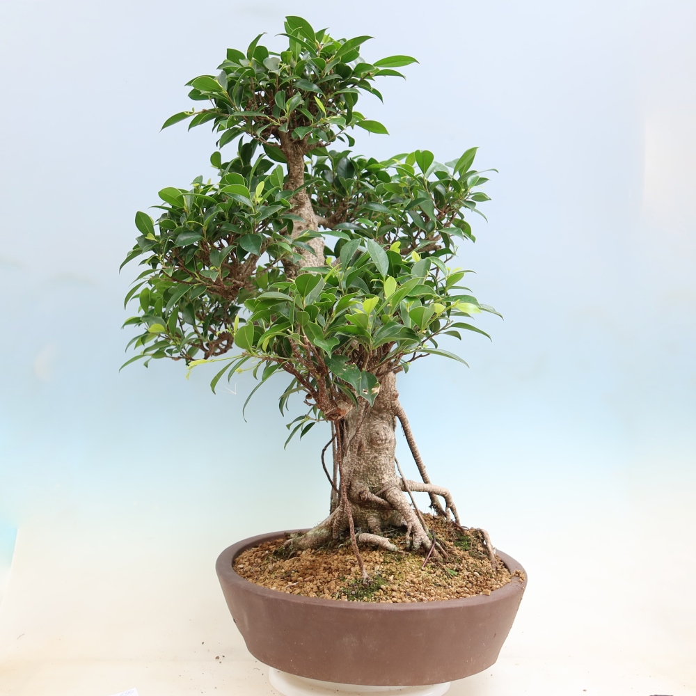Szobai bonsai - Ficus kimmen - kislevelű fikusz