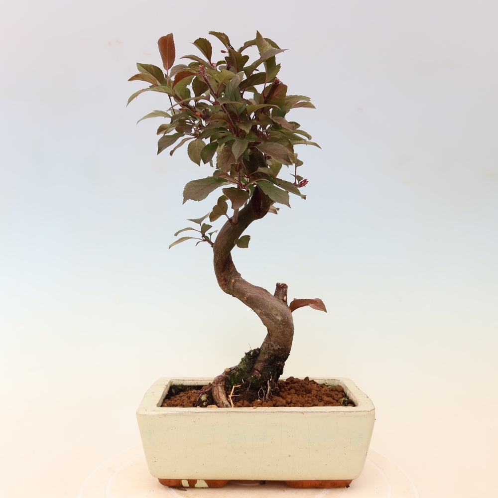 Kültéri bonsai -Malus domestica - Kis gyümölcsű piros levelű almafa