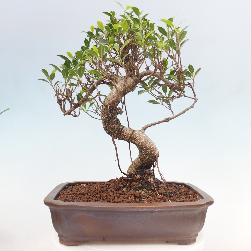 Szobai bonsai - Ficus kimmen - kislevelű fikusz