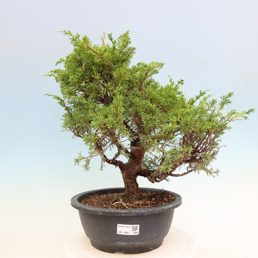 Kültéri bonsai - Juniperus chinensis Itoigawa-Juniperus chinensis