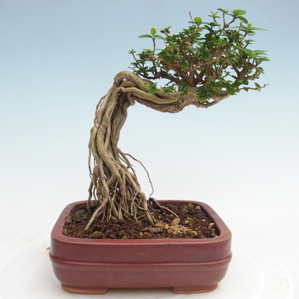 Beltéri bonsai - Premna serratifolia - Kozlovna malolista