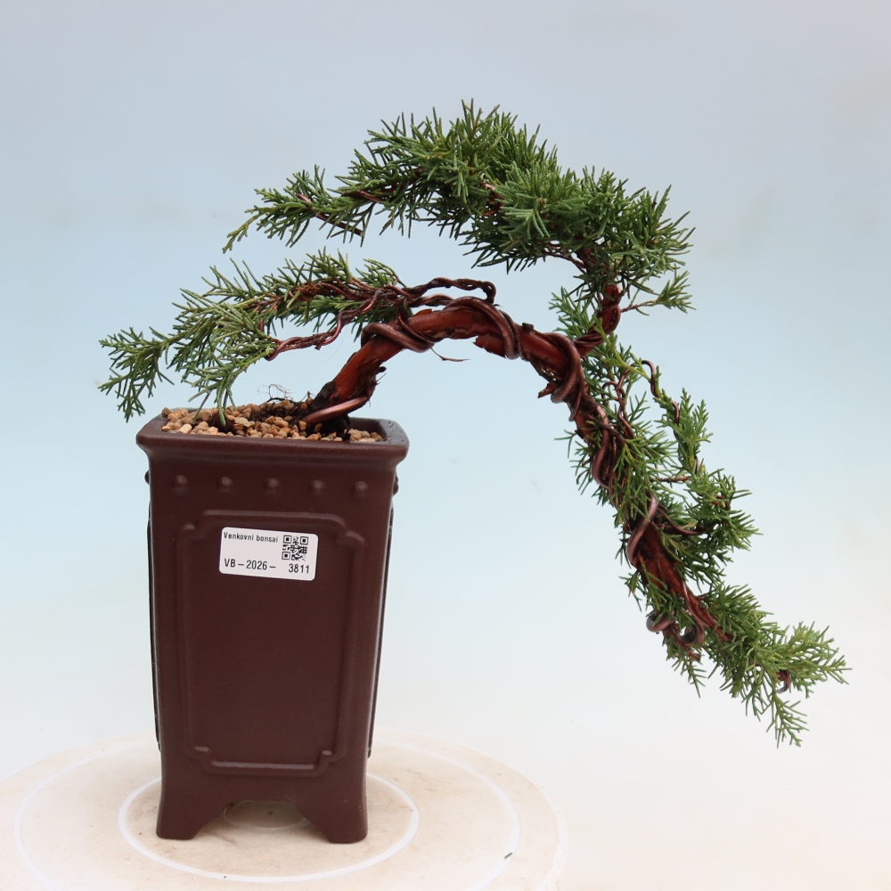 Kültéri bonsai - Juniperus chinensis Kishu