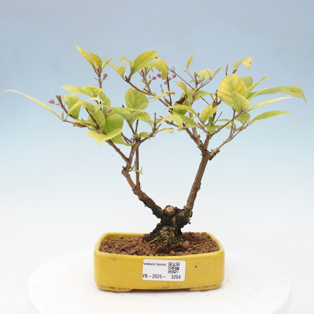 Kültéri bonsai - Callicarpa japonica