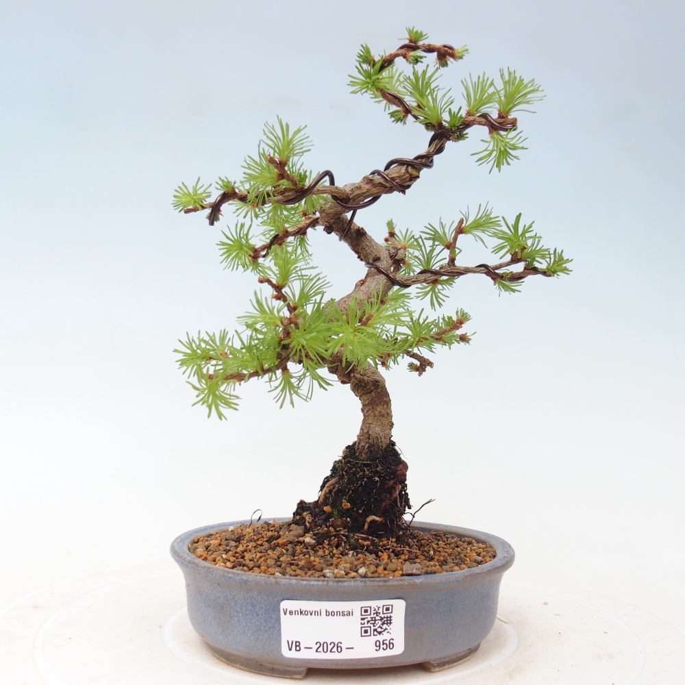 Kültéri bonsai - Larix Kaempferi - Japán vörösfenyő