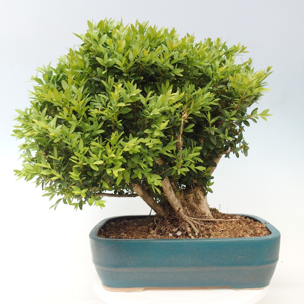 Kültéri bonsai - Buxus sempervirens - puszpáng - boxwood