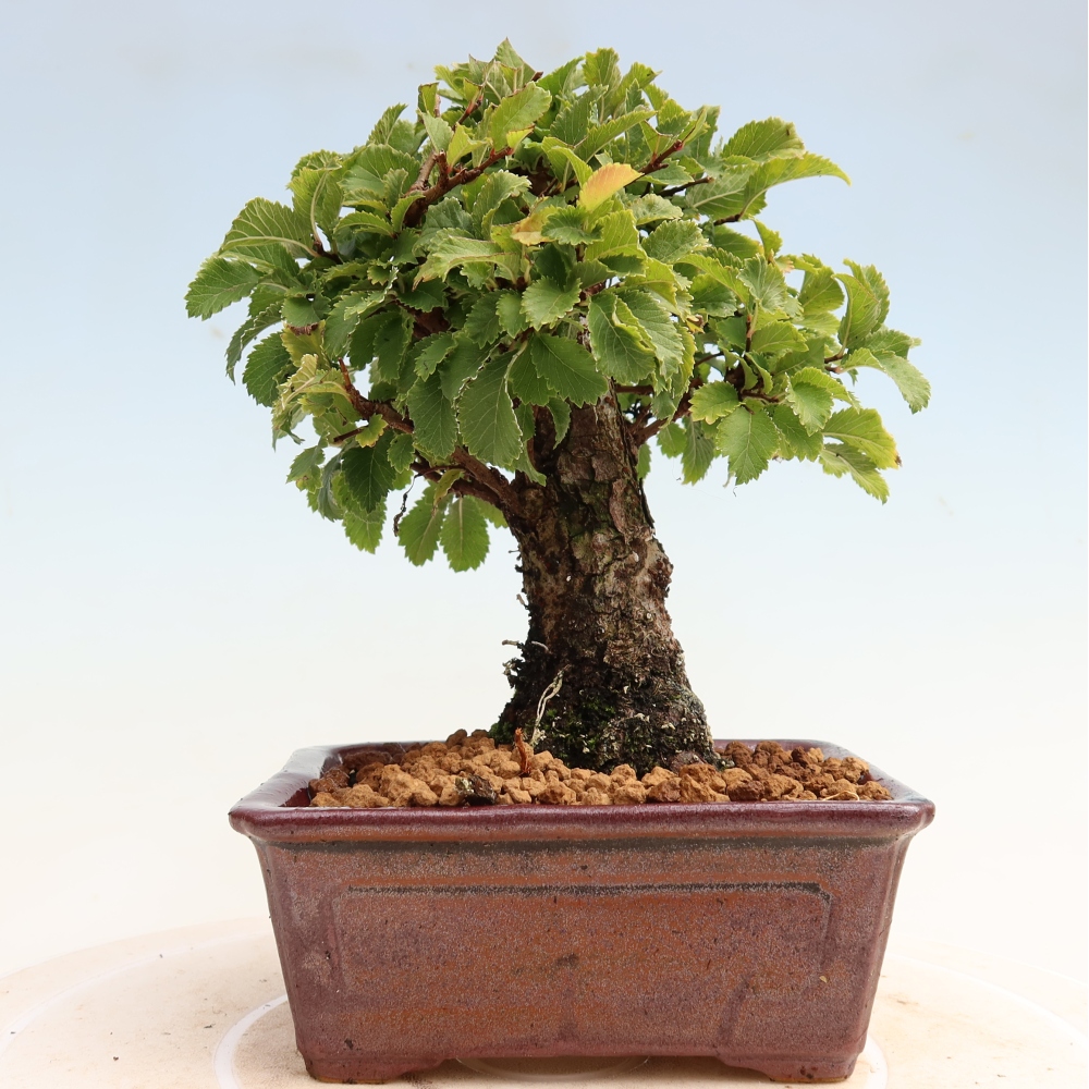 Kültéri bonsai - Zelkova - Zelkova NIRE