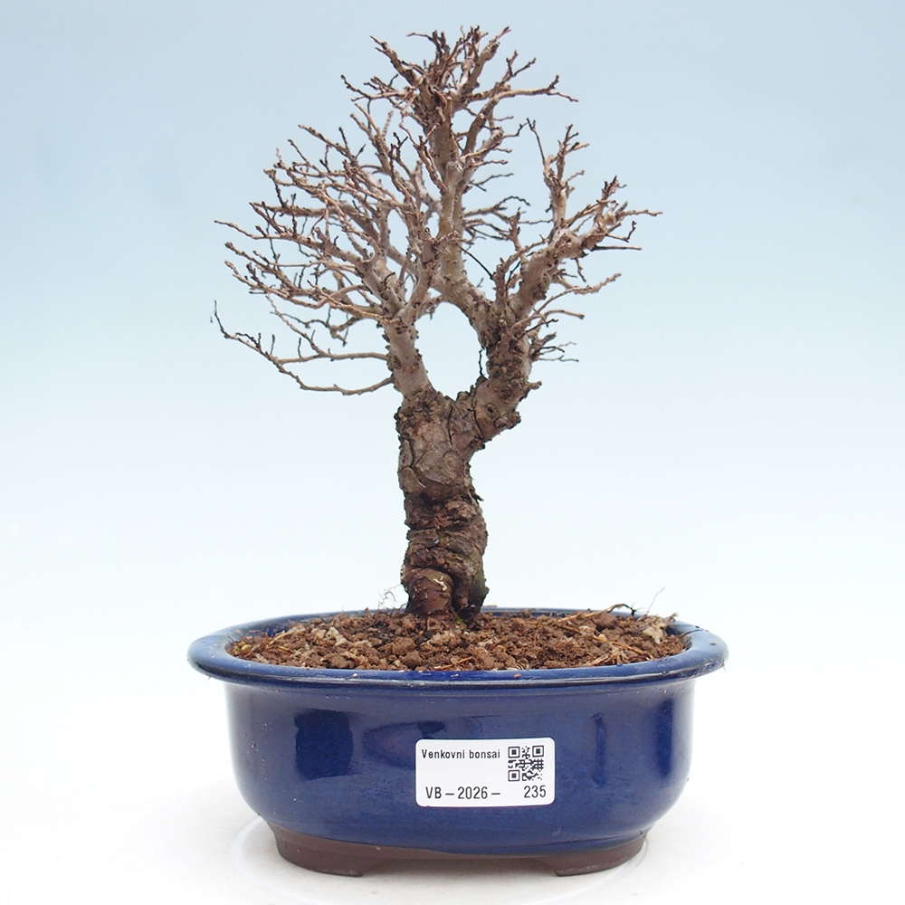 Kültéri bonsai - Zelkova - Zelkova NIRE