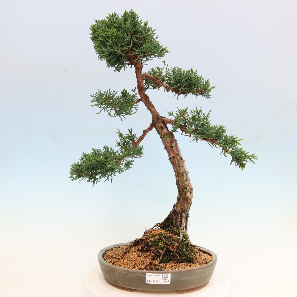 Kültéri bonsai - Juniperus chinensis Kishu