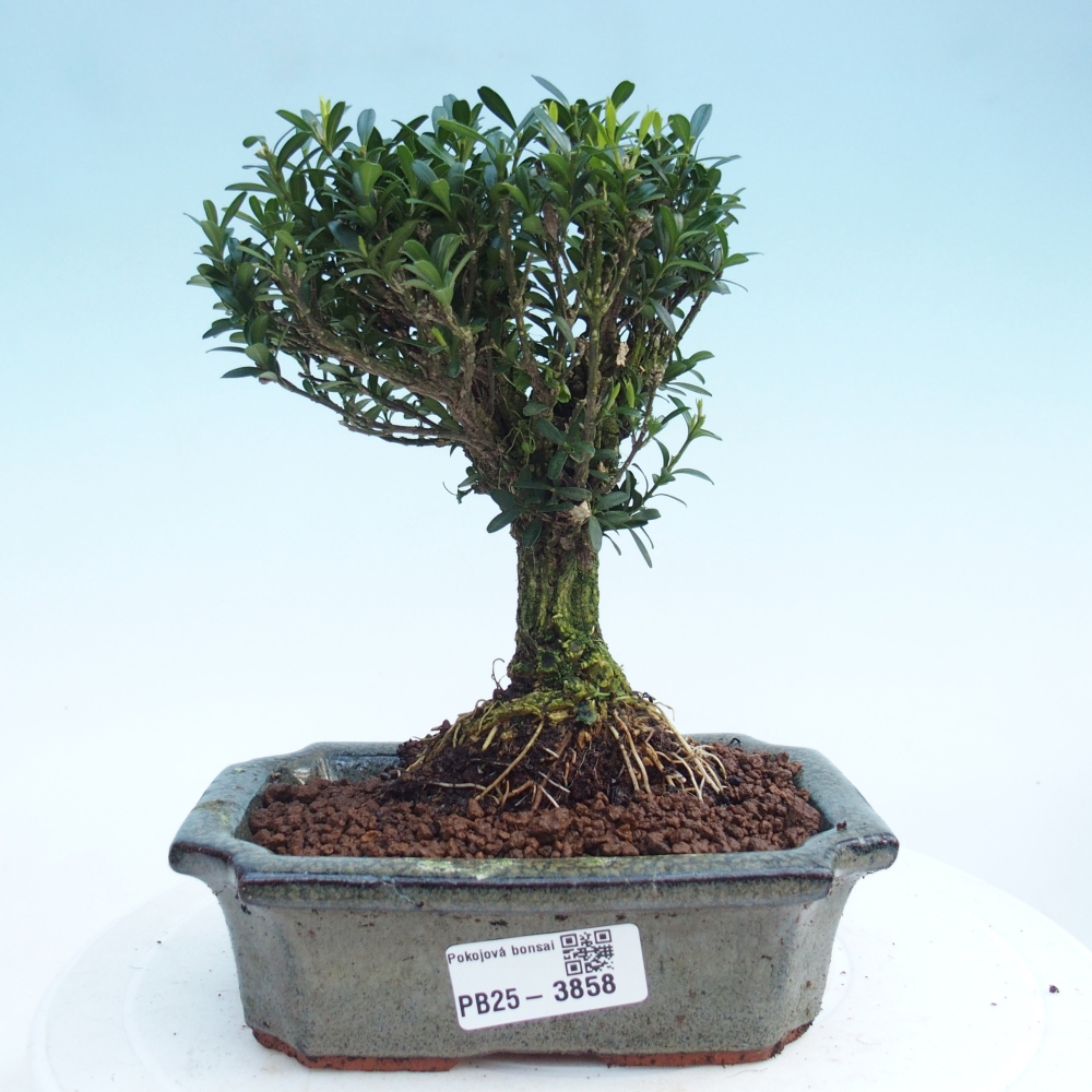 Szobai bonsai - Buxus harlandii - parafa buxus