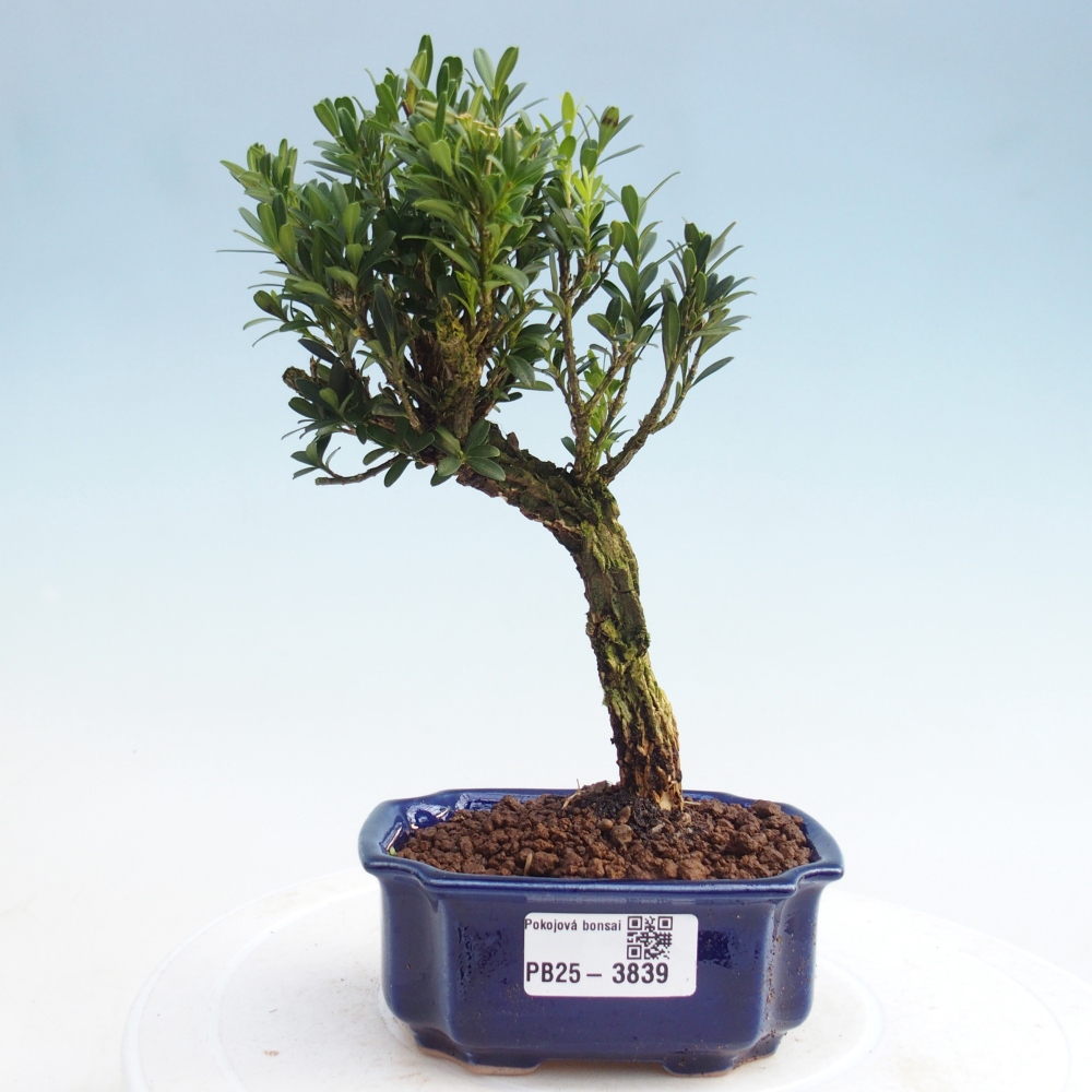 Szobai bonsai - Buxus harlandii - parafa buxus