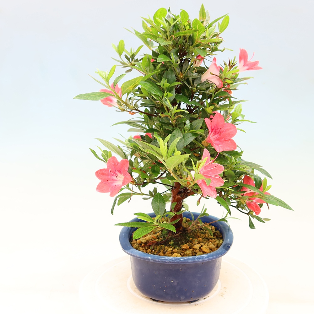 Kültéri bonsai - Japán azálea - Azalea Beniko