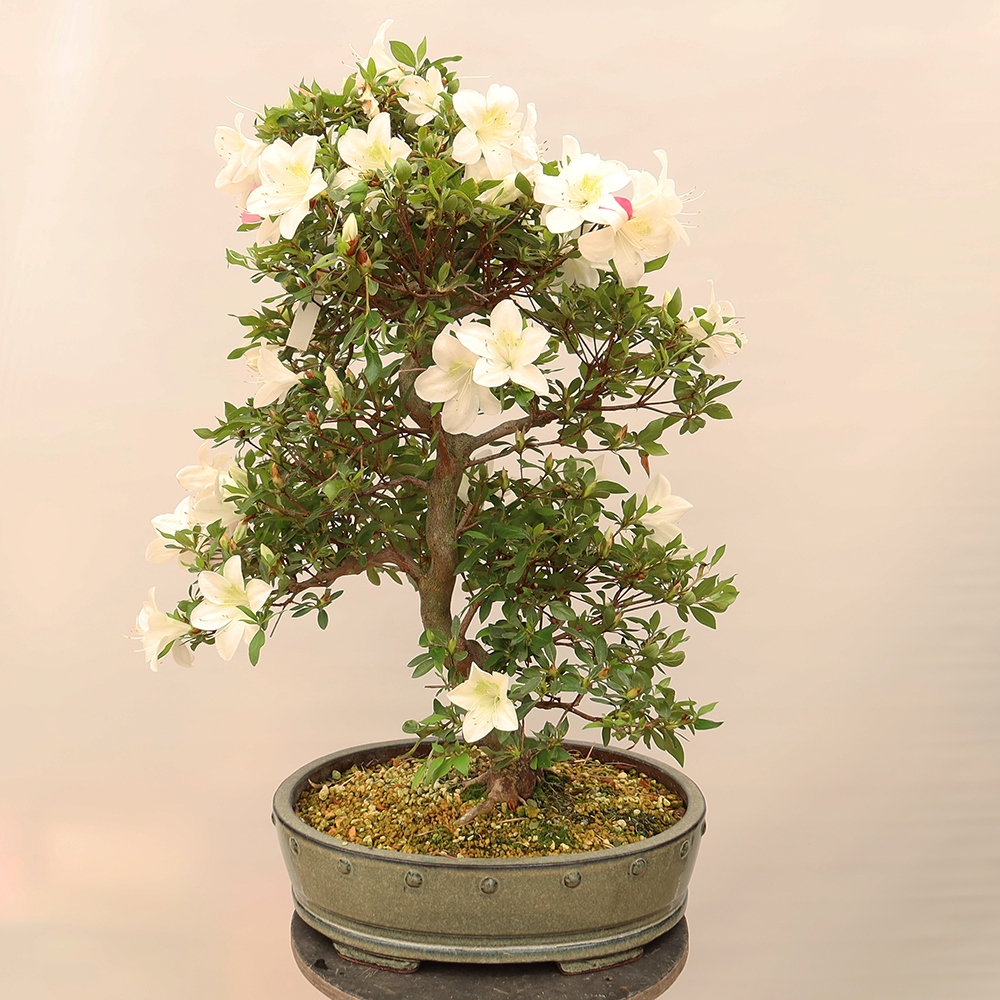 Kültéri bonsai - Japán azálea - Azálea kéz