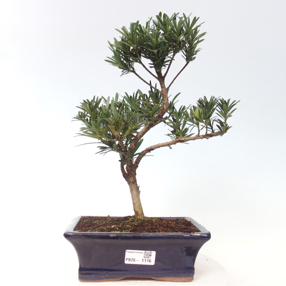Szobai bonsai - Podocarpus - Kőtiszafa