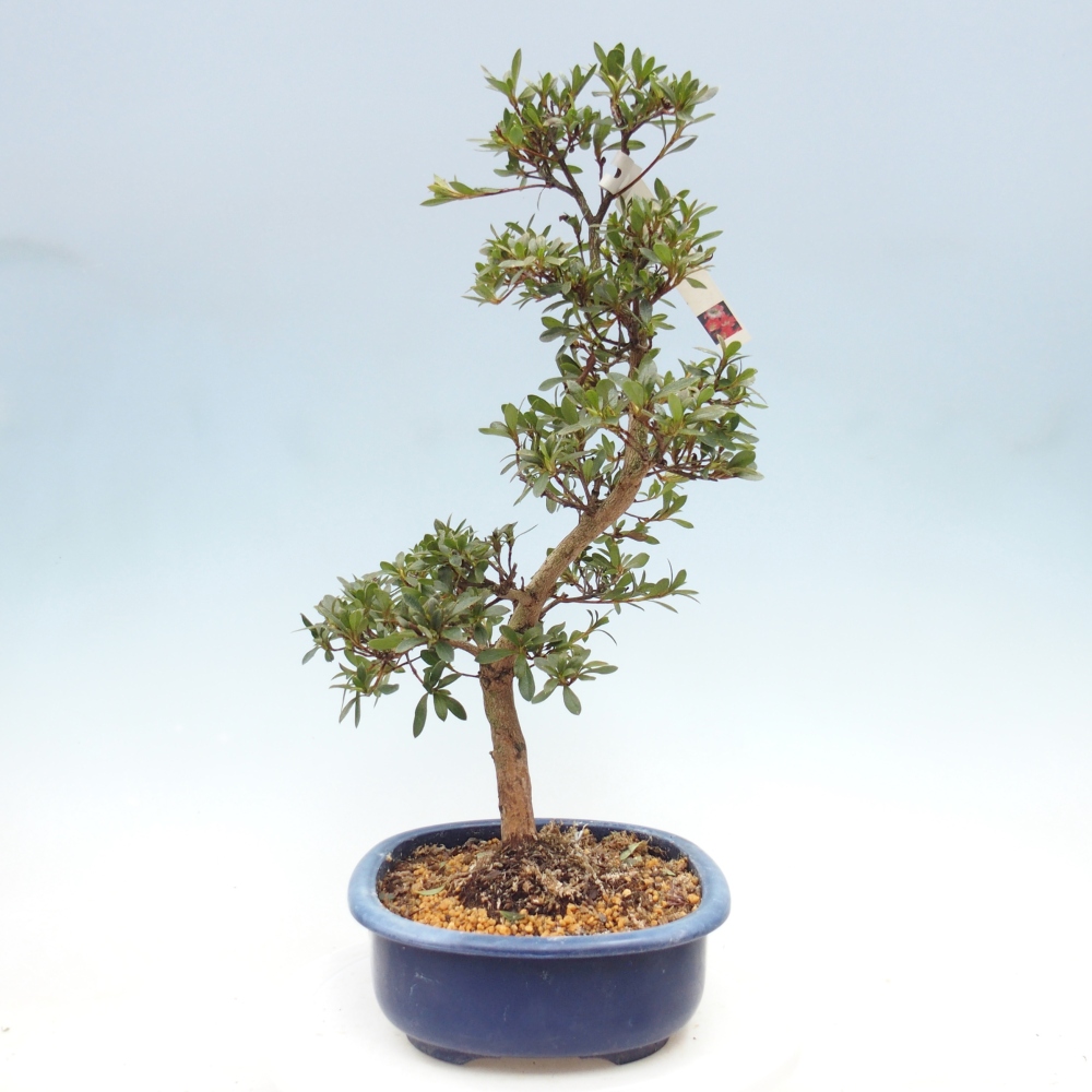 Kültéri bonsai - Japán azálea - Azalea Beniko