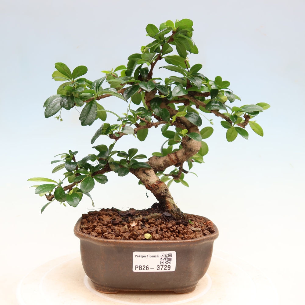 Szobai bonsai - Carmona macrophylla - Tea fuki