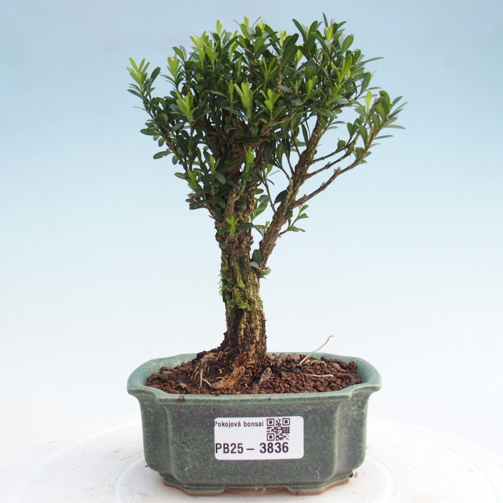Szobai bonsai - Buxus harlandii - parafa buxus