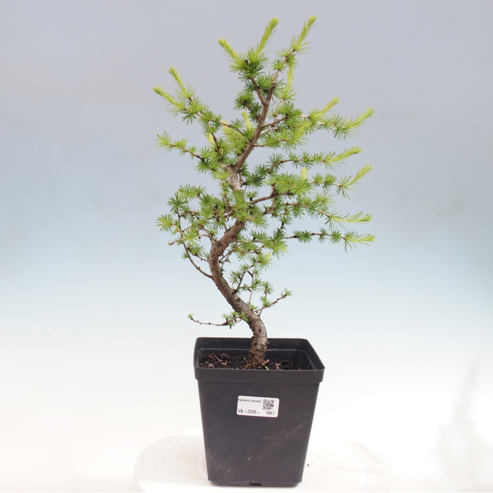 Kültéri bonsai - Larix decidua - vörösfenyő