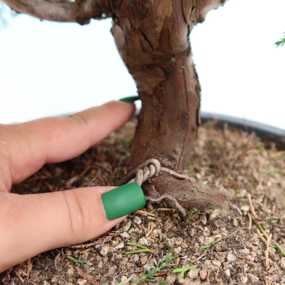 Kültéri bonsai - Juniperus chinensis Itoigawa-Juniperus chinensis
