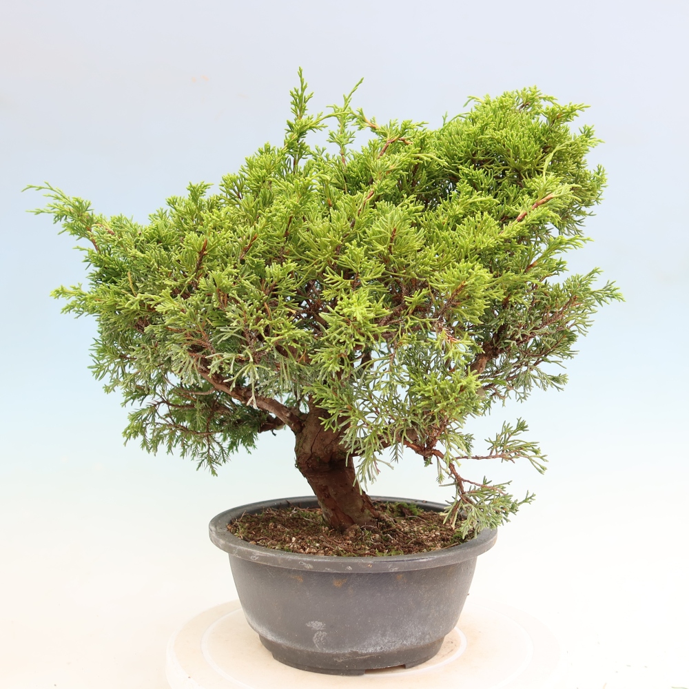 Kültéri bonsai - Juniperus chinensis Itoigawa-Juniperus chinensis