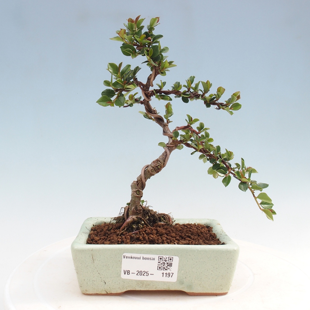 Kültéri bonsai - Cotoneaster horizontalis - Rocky Mountain