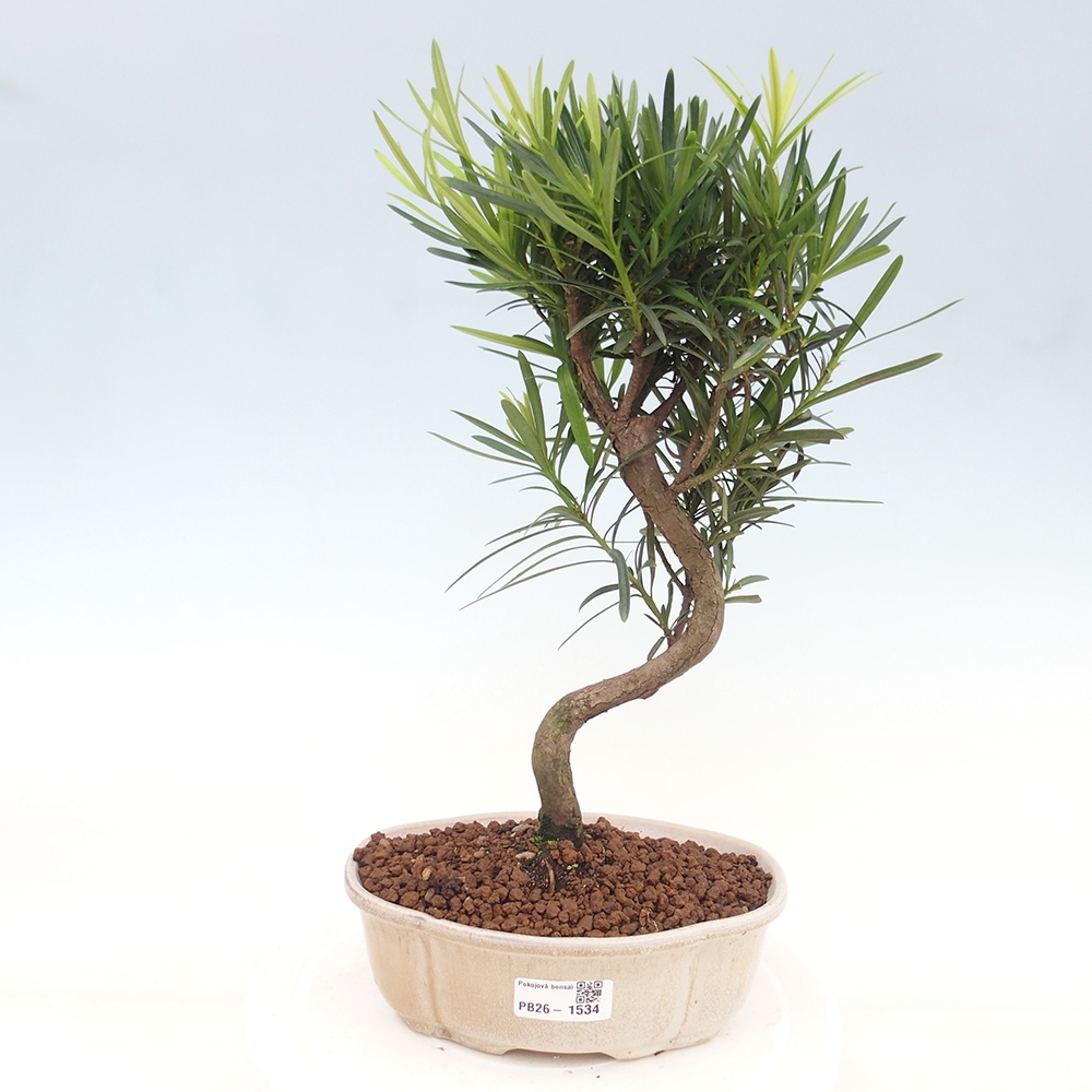 Szobai bonsai - Podocarpus - Kőtiszafa