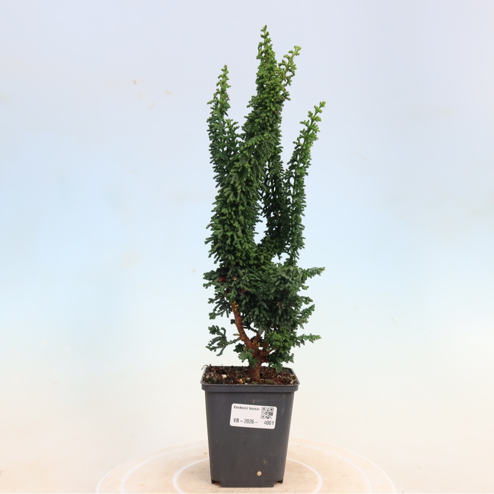 Kültéri bonsai - Cham. obtusa SEKKA HINOKI - Cifra ciprus