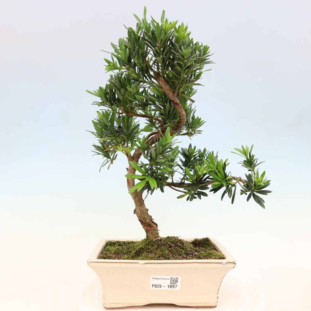 Szobai bonsai - Podocarpus - Kőtiszafa
