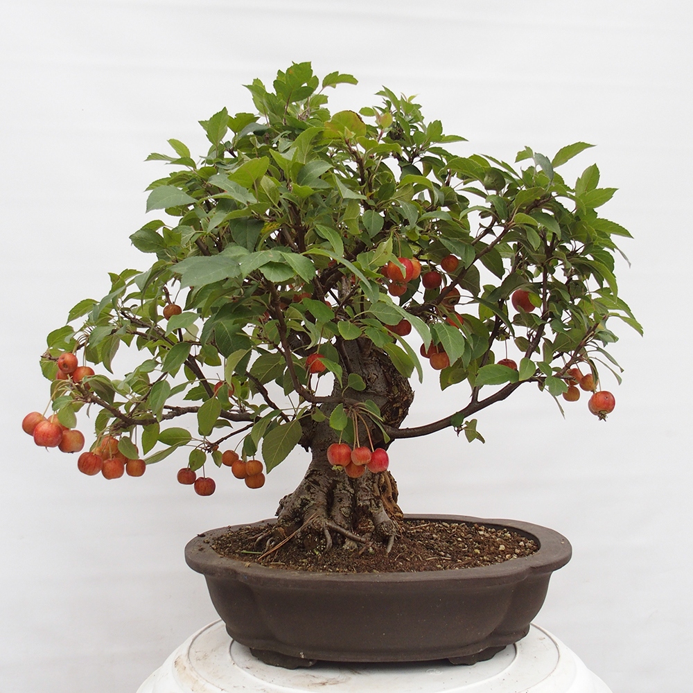 Kültéri bonsai -Malus halliana - Kis gyümölcsű almafa
