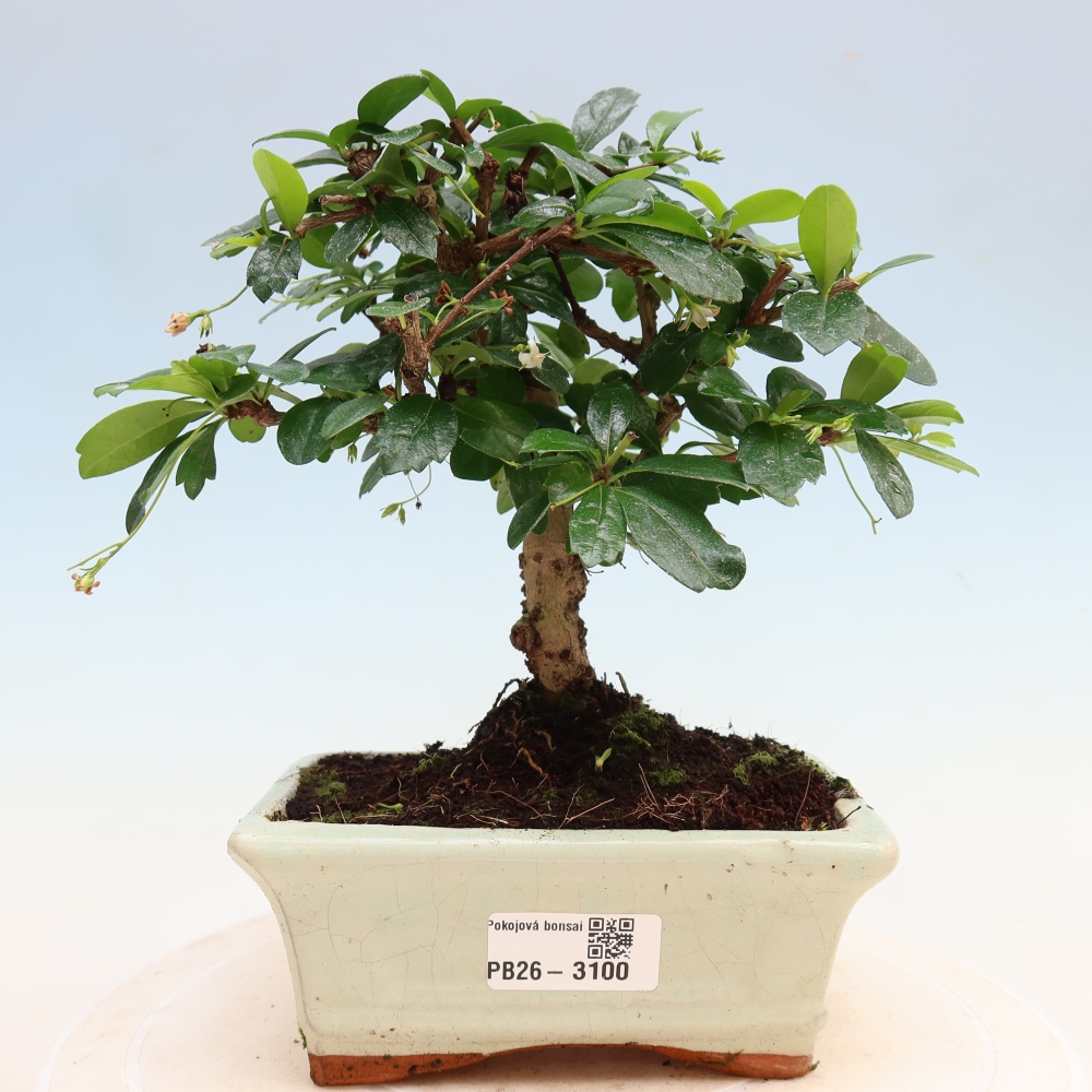 Szobai bonsai - Carmona macrophylla - Tea fuki
