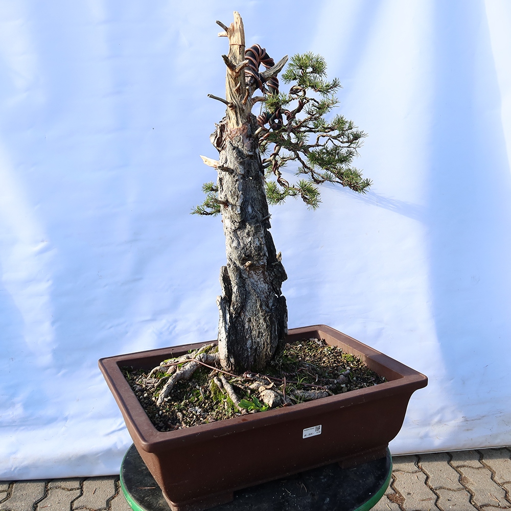 Pinus sylvestris Spanyolország – erdei fenyő