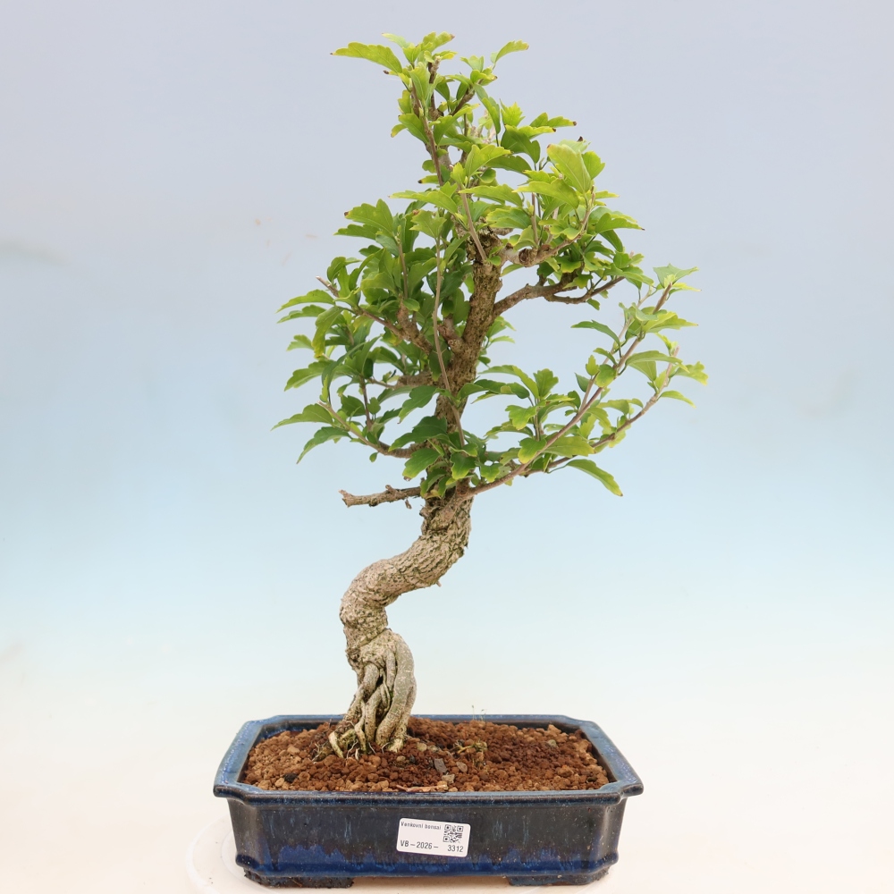 Kültéri bonsai – Hibiscus syriacus – Szíriai ibiskusz