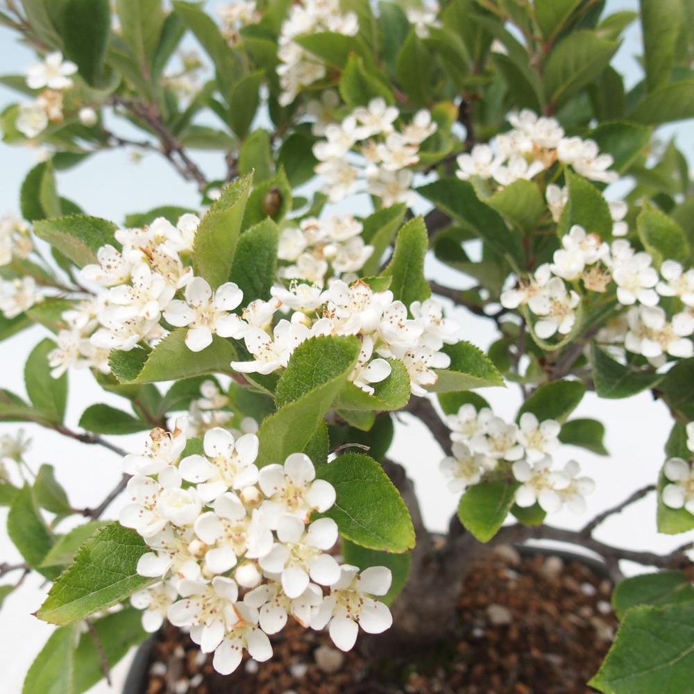 Kültéri bonsai - Photinia villosa