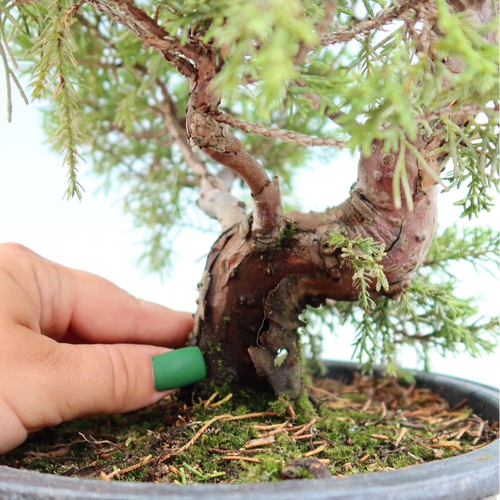 Kültéri bonsai - Juniperus chinensis Itoigawa-Juniperus chinensis