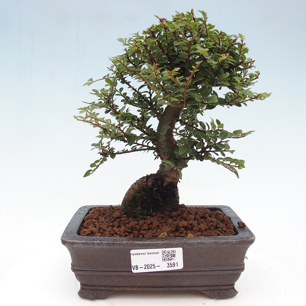 Kültéri bonsai - Ulmus parvifolia Hokkaido - Kínai szil - Ulmus parvifolia Hokkaido
