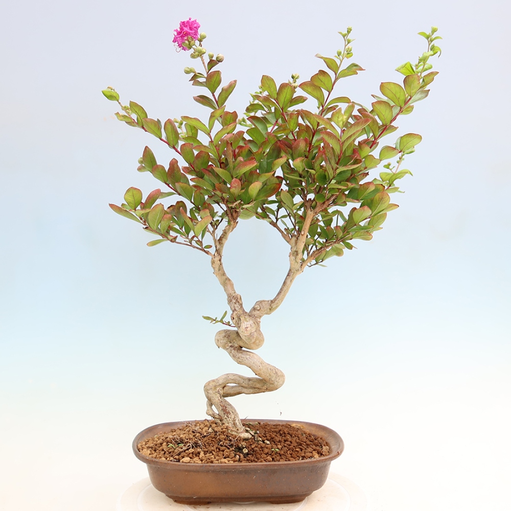 Szobabonsai – Lagerstroemia indica – indiai orgona