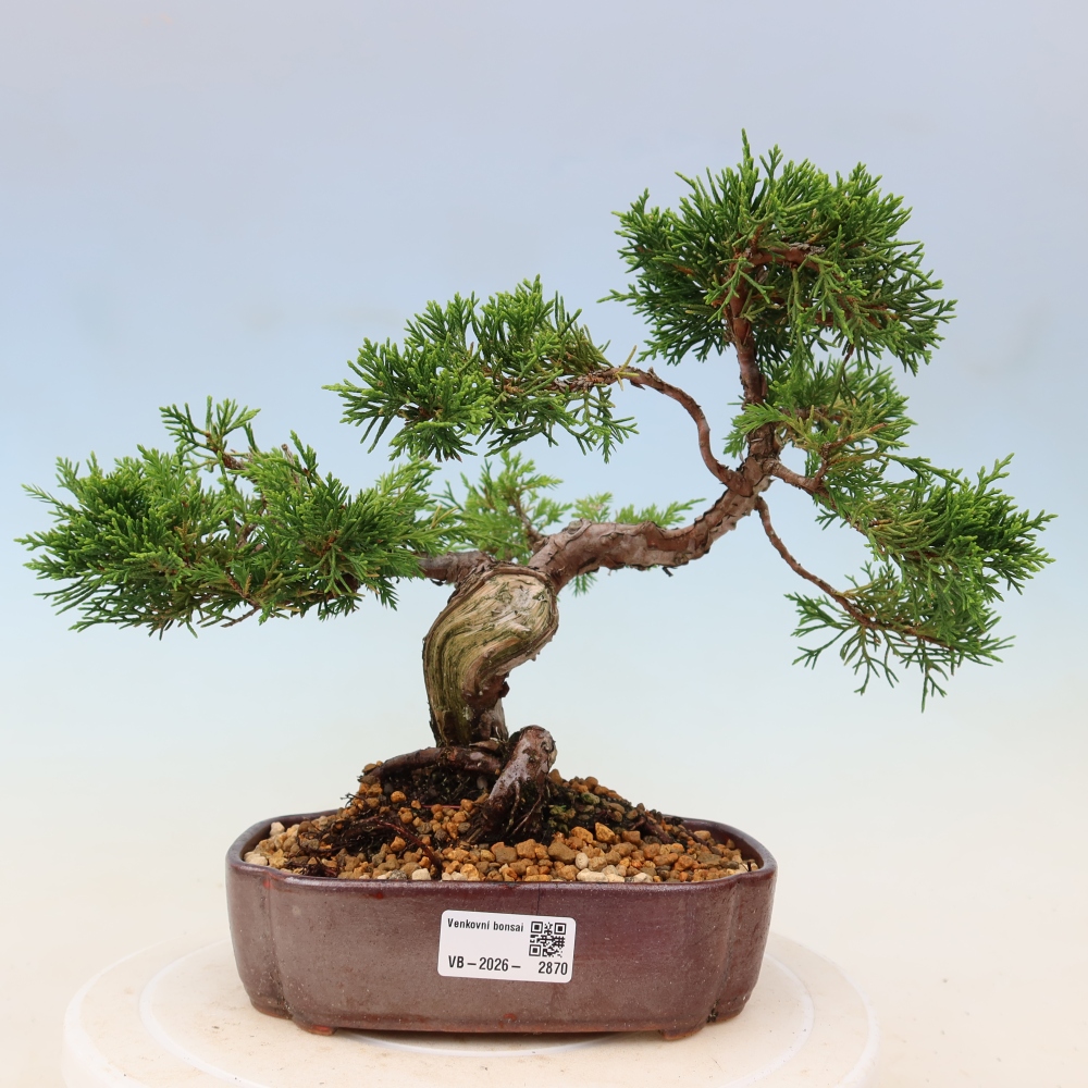 Kültéri bonsai - Juniperus chinensis Itoigawa