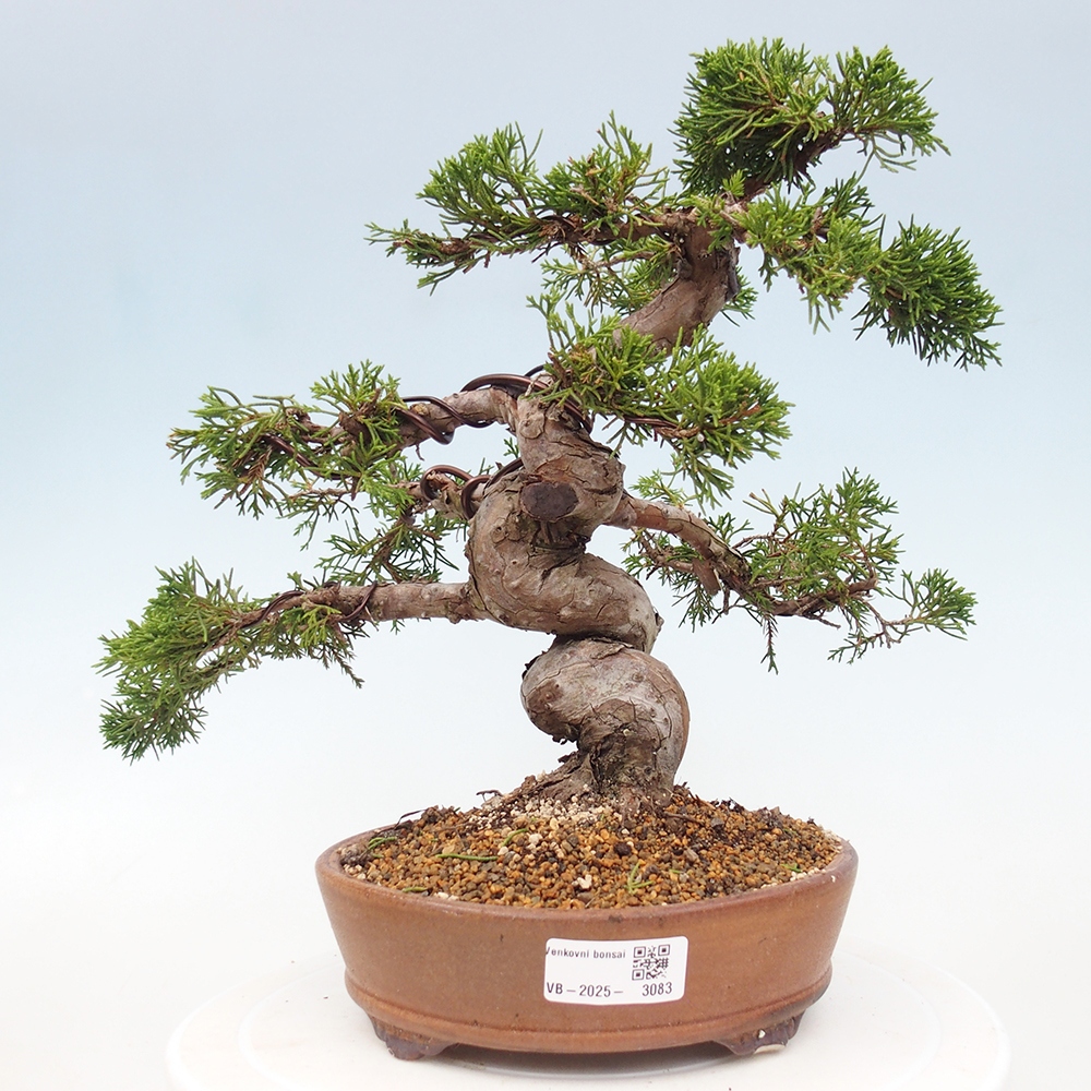 Kültéri bonsai - Juniperus chinensis Itoigawa