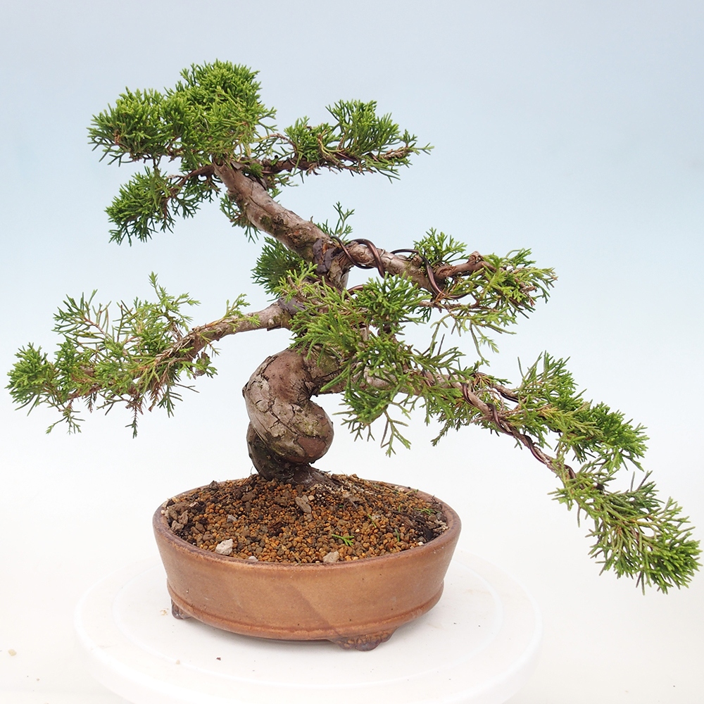 Kültéri bonsai - Juniperus chinensis Itoigawa