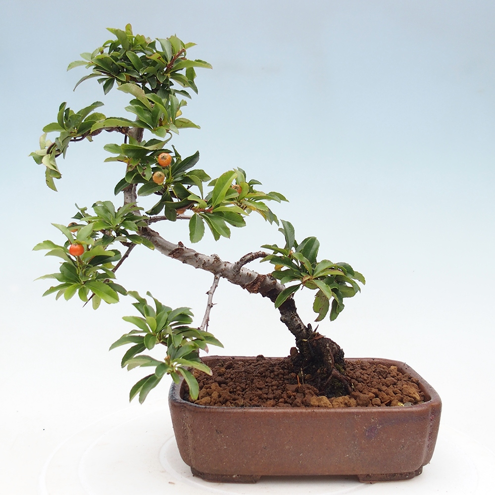 Kültéri bonsai-Pyracantha Teton - Hlox