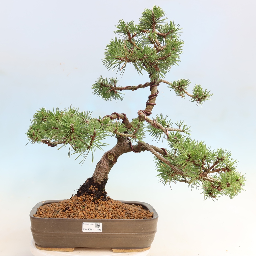 Kültéri bonsai – Pinus mugo Humpy – Törpefenyő