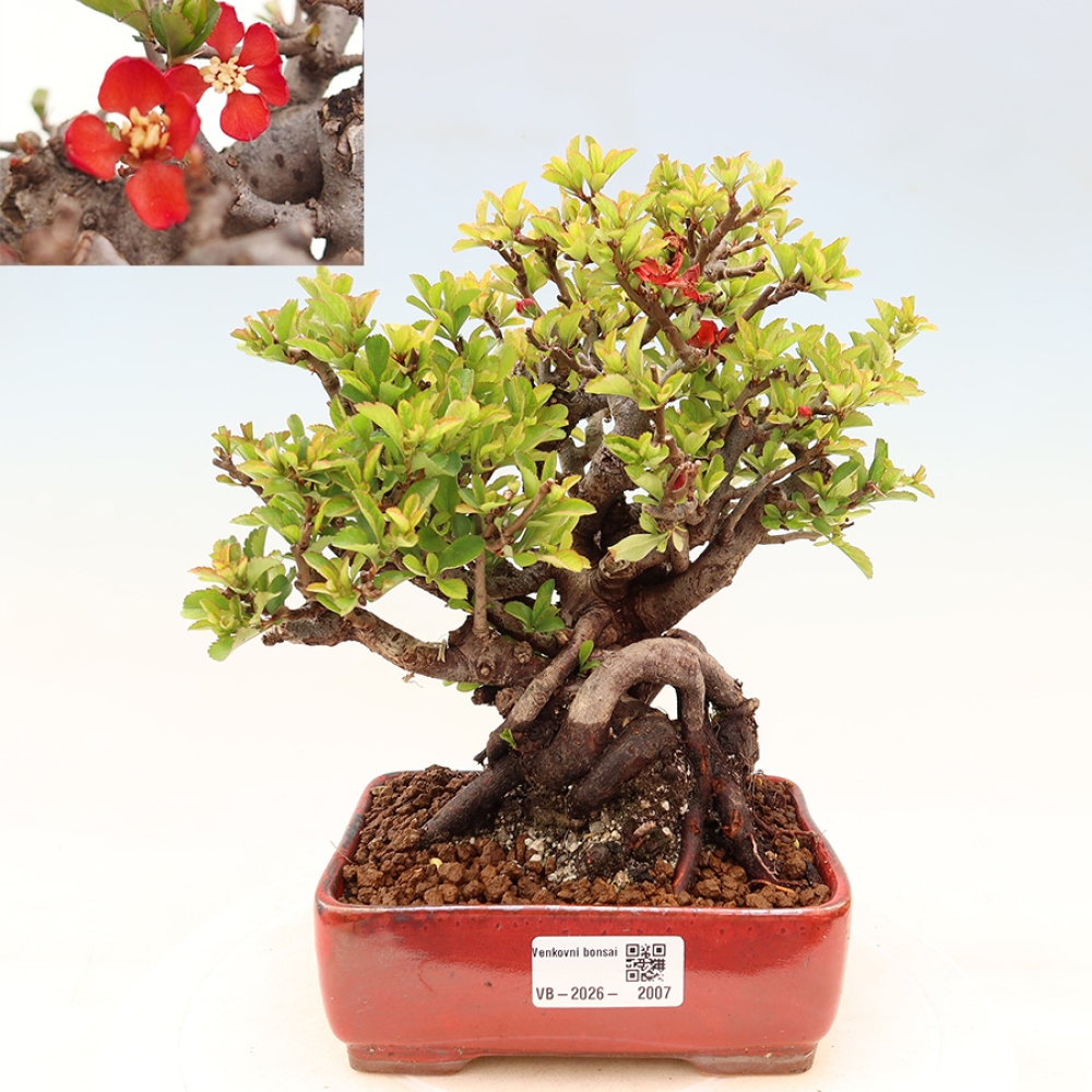 Kültéri bonsai - Chaneomeles speciosa Chojubai