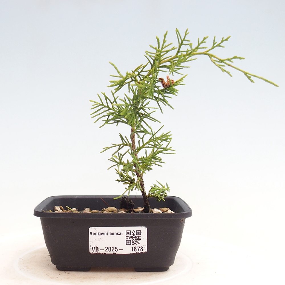 Kültéri bonsai - Juniperus chinensis Itoigawa
